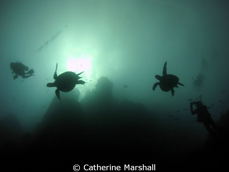 Turtle and diver silhouettes, Cocos Island. by Catherine Marshall 