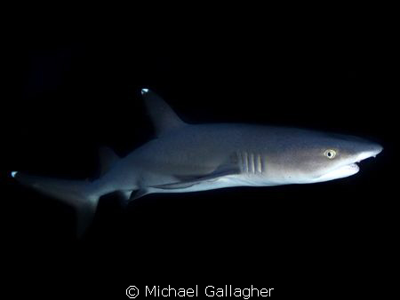 Whitetip Reef Shark at night, Cocos Island off the coast ... by Michael Gallagher 