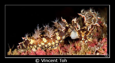 Another mating nudi in Redang Island, Malaysia by Vincent Toh 
