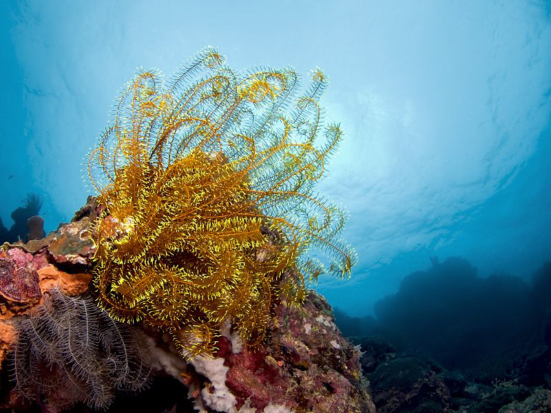"Feather Star"
This feather star in backlight I shot wit... by Henry Jager 