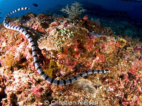 Banded Seasnake in Crystal Bay, Nusa Penida. Olympus E330... by Christian Nielsen 