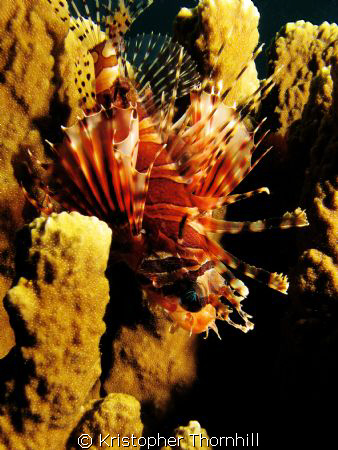 Lionfish hiding in a sponge. Canon S3IS with Ikelite hous... by Kristopher Thornhill 