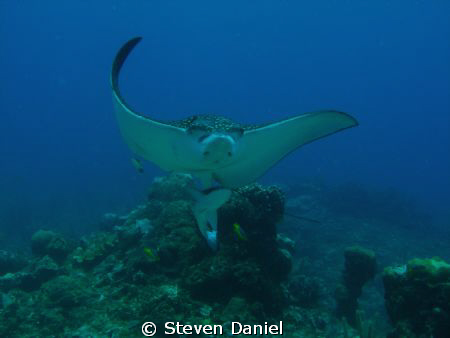 Spotted Eagle Ray and ride along by Steven Daniel 
