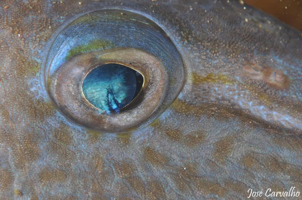 Eye to eye with a sleepy trigger fish - Paredes do Cabo, ... by José Carvalho 