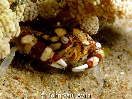 found this crab hiding under a small anenome... i was luc... by John Paul Avila 