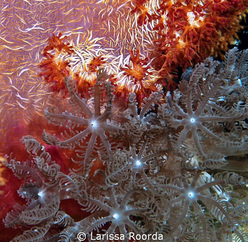 Coral by Larissa Roorda 