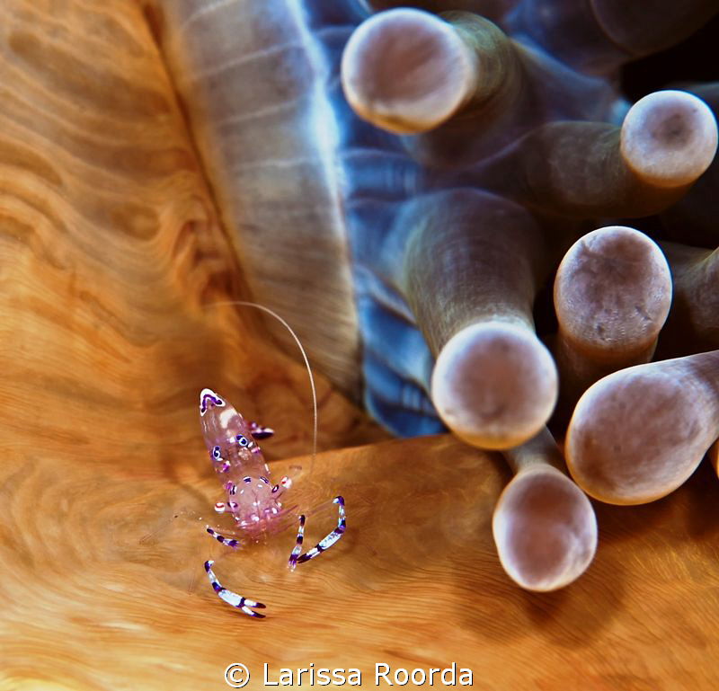 A little anemone shrimp.  Taken with 105mm.  No diopter. by Larissa Roorda 