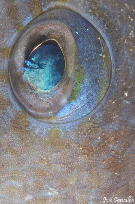 Trigger fish eye by José Carvalho 