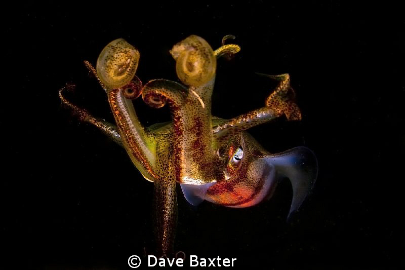 squid flaring for me by Dave Baxter 
