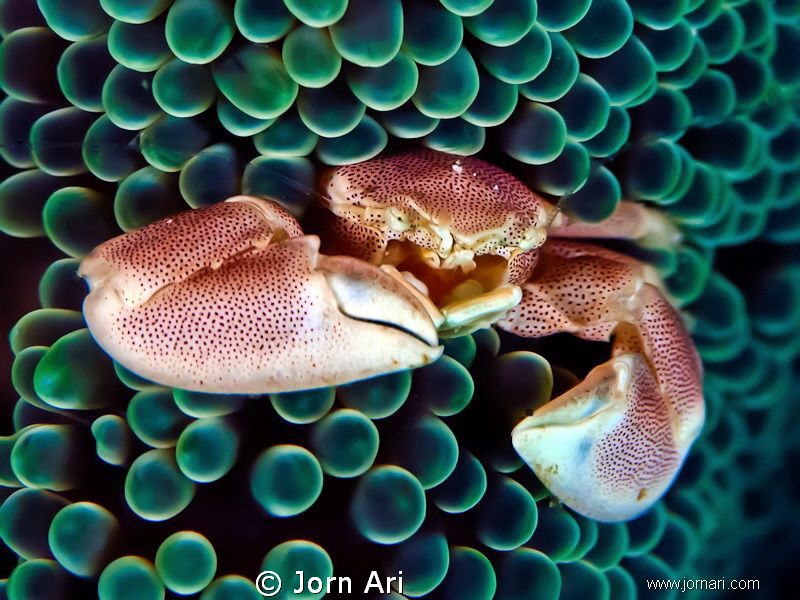 Porcelain Crab 10mm long. by Jorn Ari 