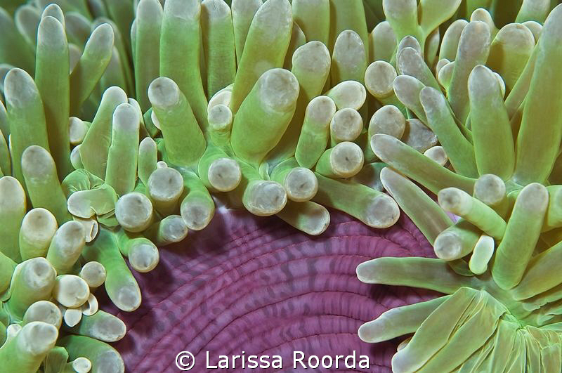 Anemone close-up.  Color and texture.  Notice how some of... by Larissa Roorda 
