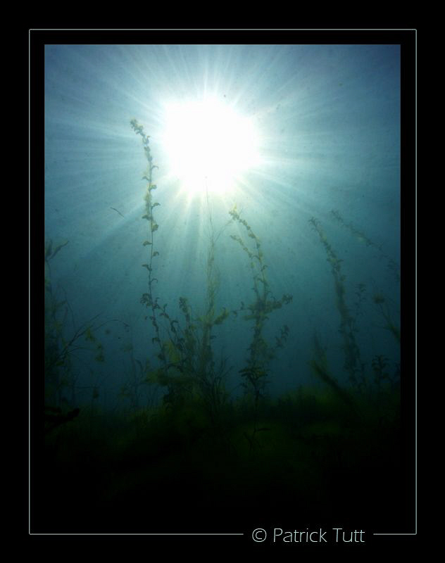 Morning dive in the Geneva lake - Lumix FX01 by Patrick Tutt 