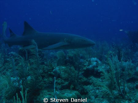 Nurse shark- Ambergris Caye by Steven Daniel 
