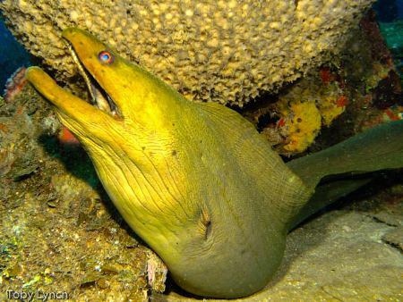 Green moray eel lounging on the deck of the El Aguila. by Toby Lynch 