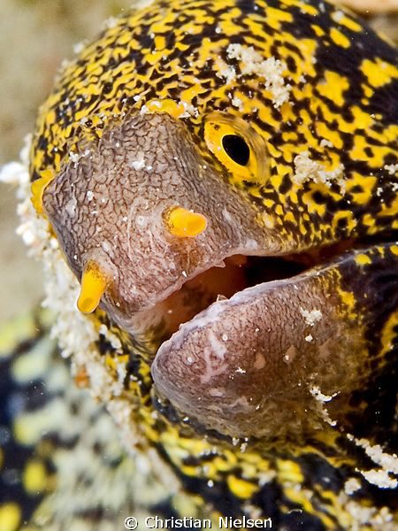 Clouded Moray found on the Housereef on Lembongan. Image ... by Christian Nielsen 