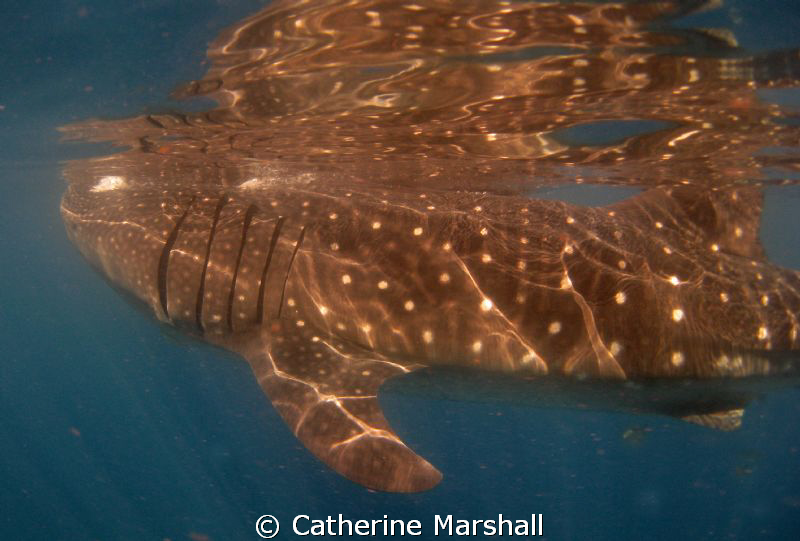 Whale shark, near Isla Holbox. by Catherine Marshall 
