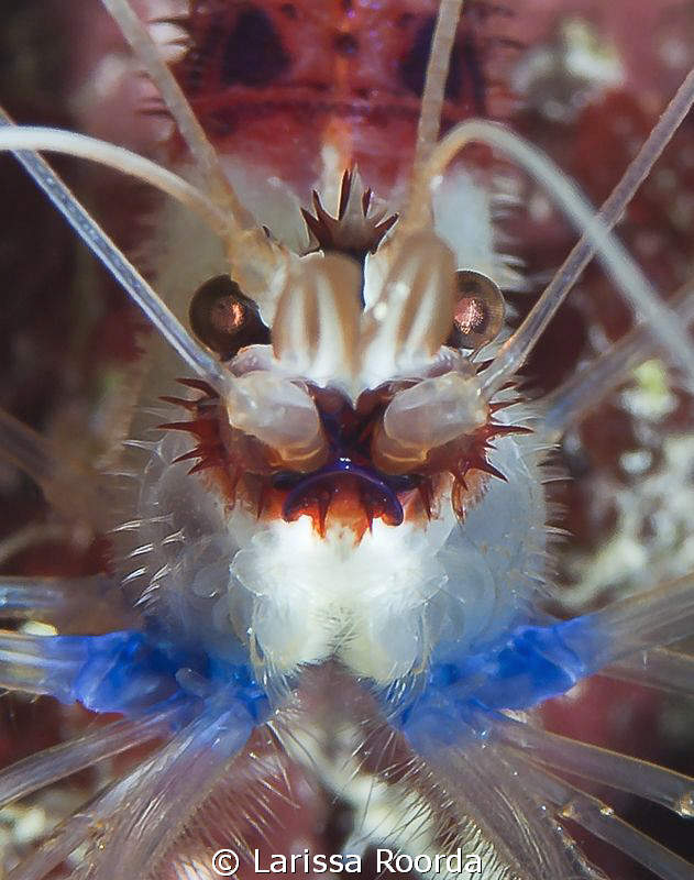 Peppermint Shrimp - close up. by Larissa Roorda 