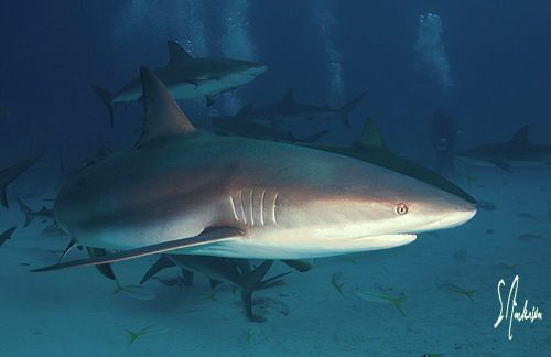 this Caribbean Reef Shark made its pass while closing in ... by Steven Anderson 