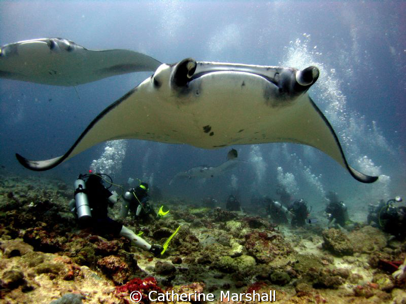Manta rays, the Maldives. Canon Ixus 75 with inon wide an... by Catherine Marshall 