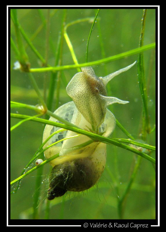 An other nice snail (Geneva Lake).
Its body is tranparen... by Raoul Caprez 