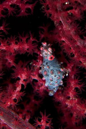 A Bargibanti Pygmy Seahorse, first time I shot one of these. by Steve De Neef 