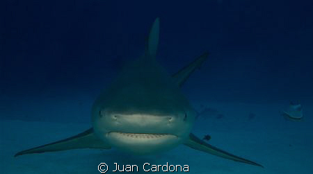 face to face / diving at the wreck dive in cancun in canc... by Juan Cardona 