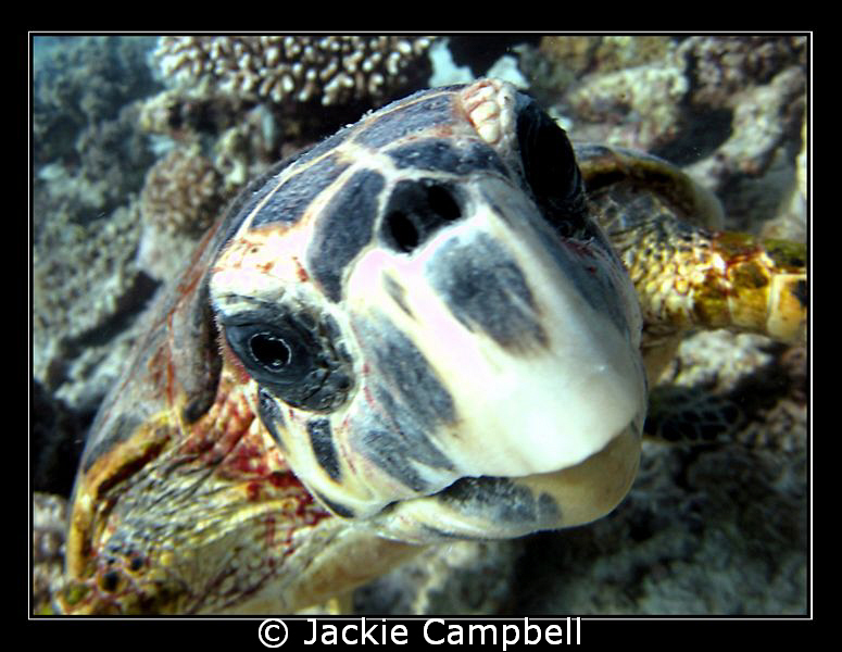 This turtle was attracted to its own reflection in the do... by Jackie Campbell 