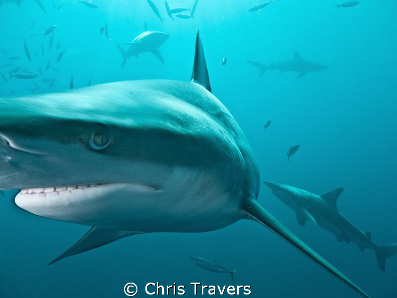 "Blacktips in the Sun" near Aliwal Shoal, South Africa. by Chris Travers 
