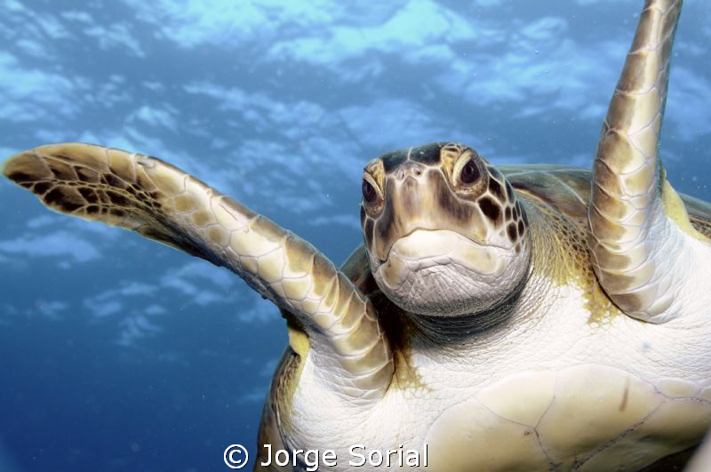 Hiya! I was just swimming around and saw your camera... by Jorge Sorial 