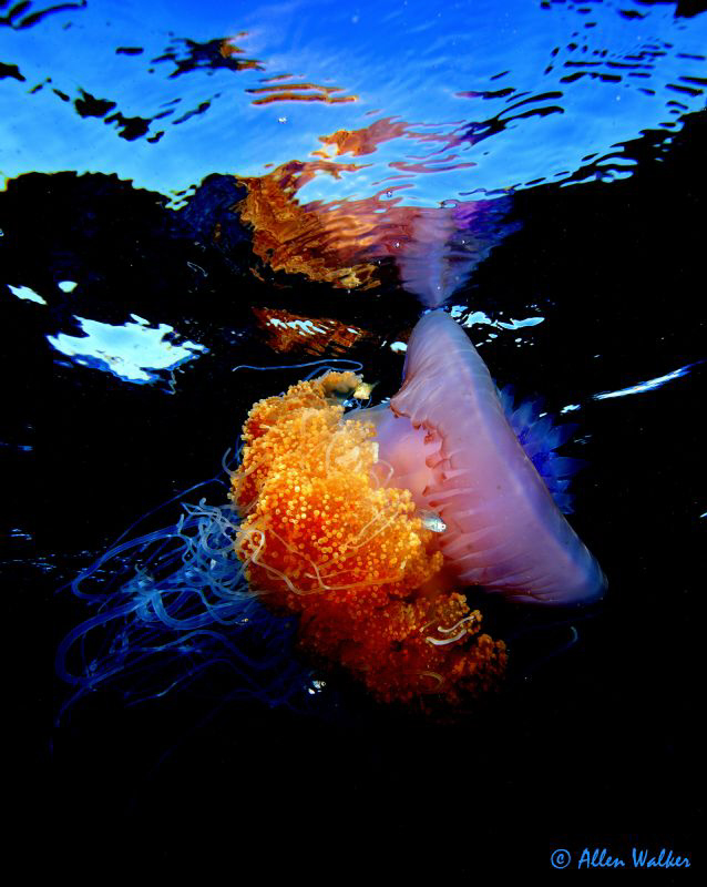 This jelly fish has the most amazing colours and juvenile... by Allen Walker 