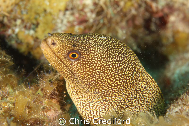 Goldentail Moray Eel - taken with 60mm macro lens by Chris Crediford 
