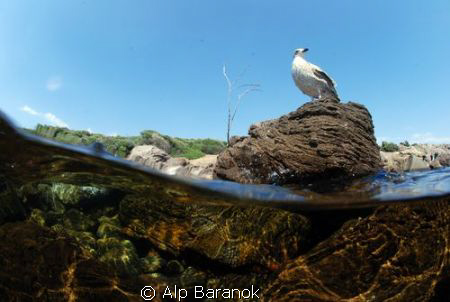 Sea gull... by Alp Baranok 
