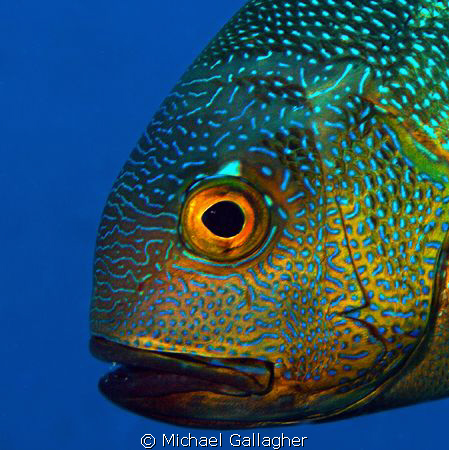 Midnight snapper portrait - one of my first underwater DS... by Michael Gallagher 