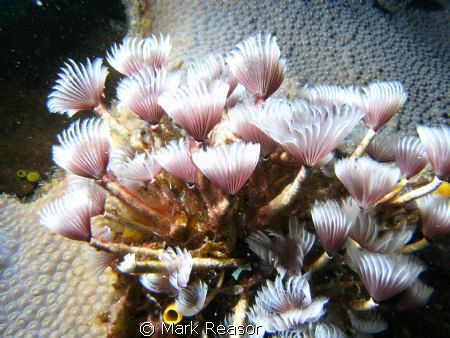 Family of feather duster worms. by Mark Reasor 