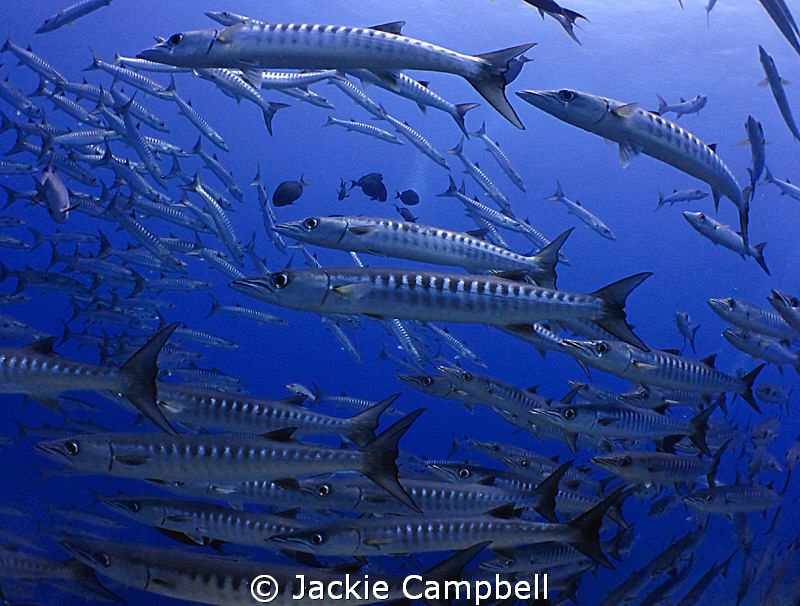 Barracudas. They were practically touching the dome port ... by Jackie Campbell 