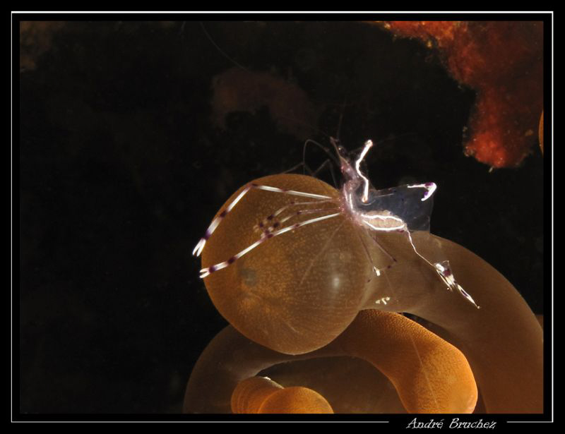 Crevette associée dans une anémone. by André Bruchez 