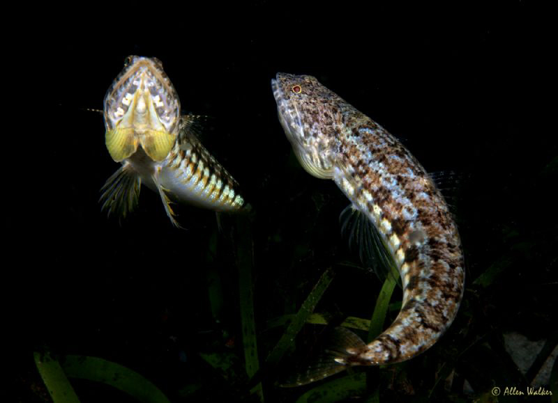 2 Young lizard fish having a territorial ding dong......t... by Allen Walker 
