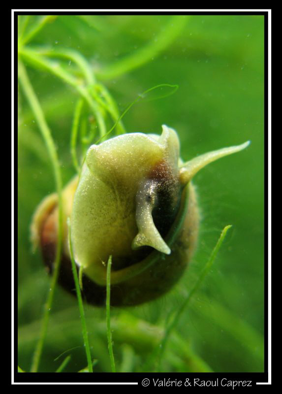 Snails portrait by Raoul Caprez 