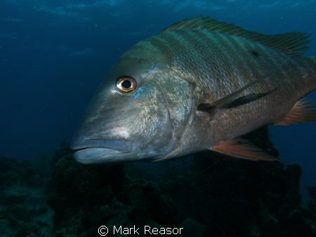 Mutton snapper checking me out! by Mark Reasor 