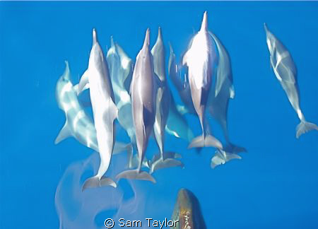 Bow riding dolphins. olympus "tough 8000". by Sam Taylor 