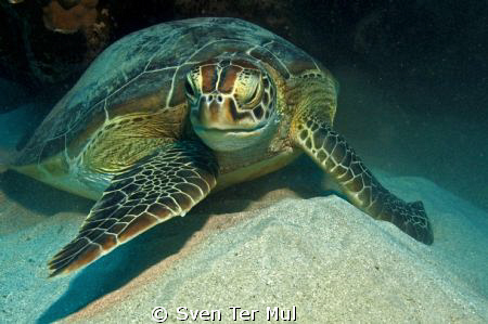 green turtle by Sven Ter Mul 