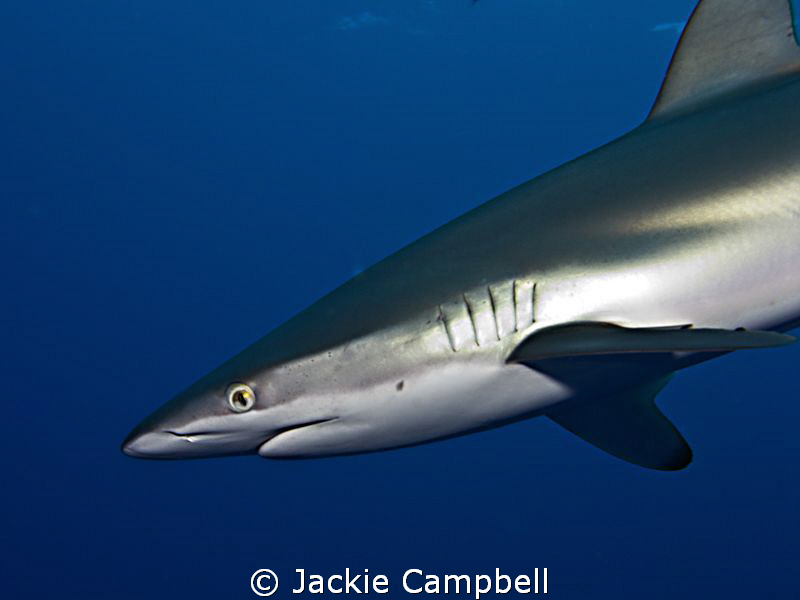 Silky shark .
We had a number of very fun dives with the... by Jackie Campbell 