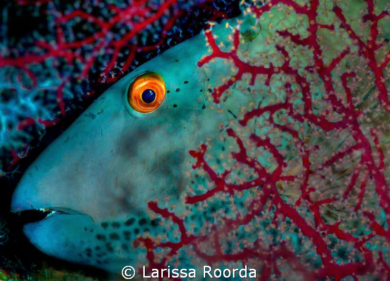Parrotfish at rest.  105mm by Larissa Roorda 