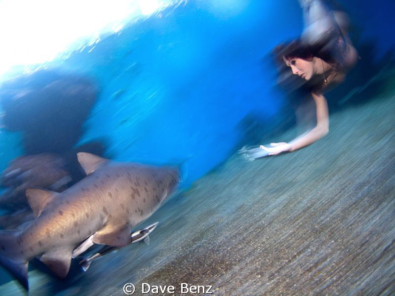 Underwater Modelshooting with Sandtigersharks in spain.
... by Dave Benz 