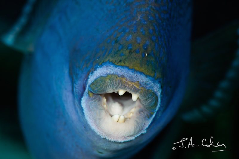 Trigger Fish - A Little Too Close! by Julian Cohen 