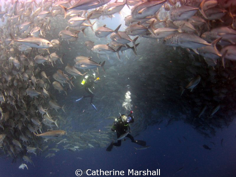 Diver within baitball, Cocos Island. by Catherine Marshall 
