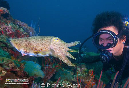 Friendly Cuttlefish, Nikon D2x 12-24 lens manual exposure... by Richard Swann 