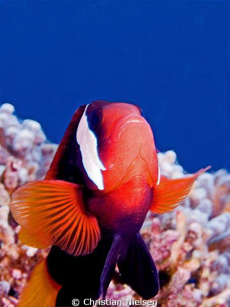Anemonefish with bluewater background. Housereef Lembonga... by Christian Nielsen 