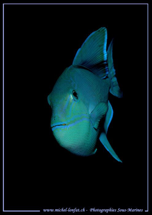Beautiful face to face with this blue Triggerfish in the ... by Michel Lonfat 