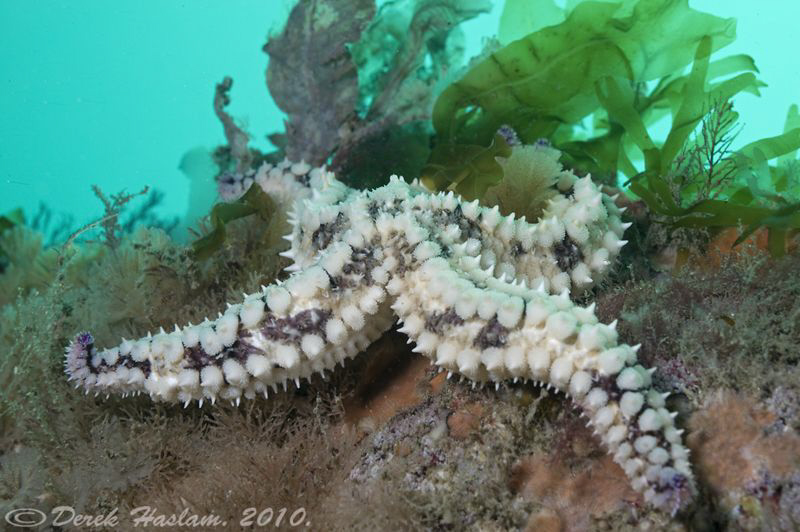 Spiny starfish. Plymouth. D3, 60mm. by Derek Haslam 